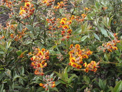 Gastrolobium calycinum