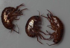 Arcitalitrus sylvaticus