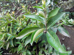 Hydrangea serratifolia