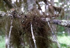 Bryocaulon pseudosatoanum