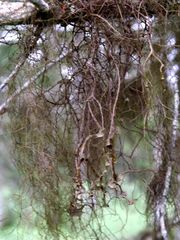 Bryocaulon pseudosatoanum