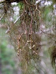 Bryocaulon pseudosatoanum