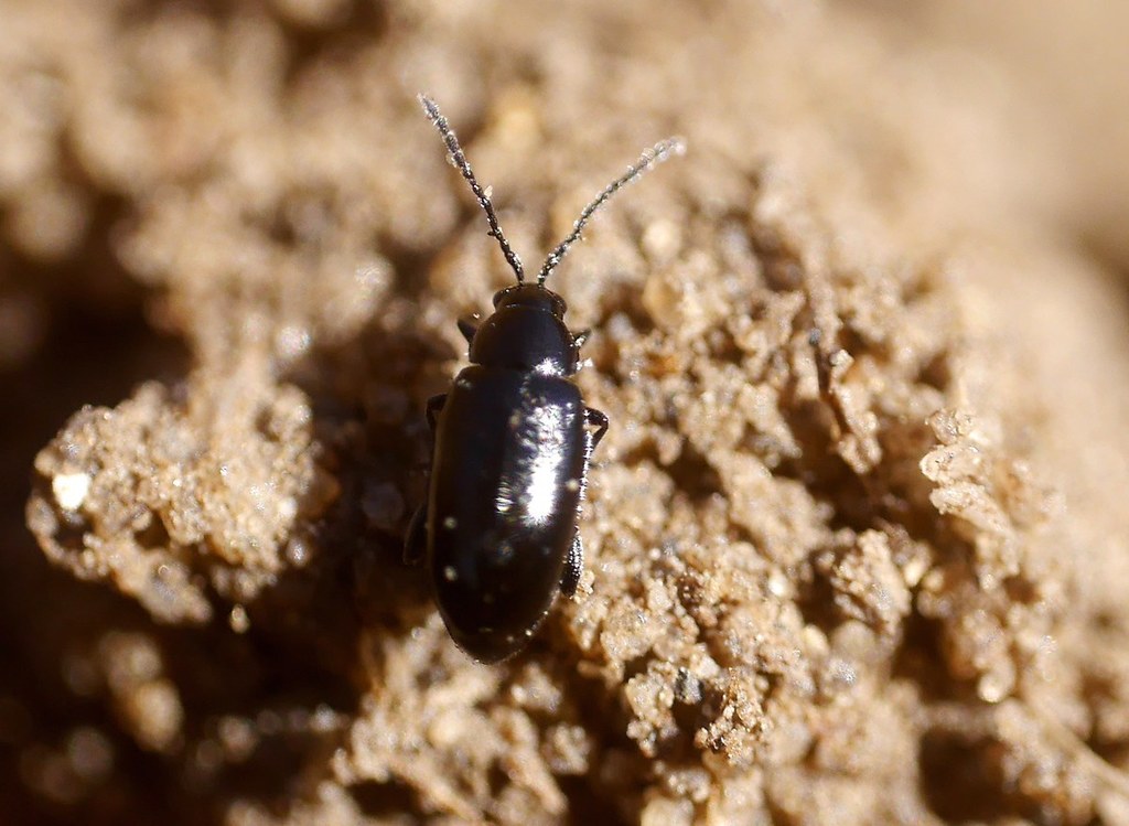Phyllotreta weiseana