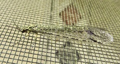 Glenoleon meteoricus