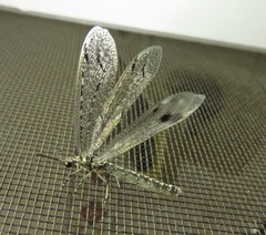 Glenoleon meteoricus