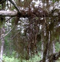 Bryocaulon pseudosatoanum