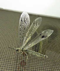 Glenoleon meteoricus