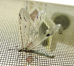 Glenoleon meteoricus