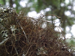 Bryocaulon pseudosatoanum