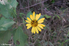 Leptocarpha rivularis