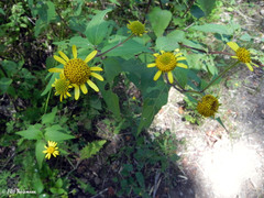 Leptocarpha rivularis