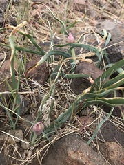 Allium anceps