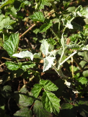 Podosphaera macularis