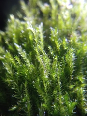 Amblystegium