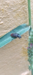 Astylus subannulatus