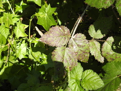 Sphaerulina westendorpii