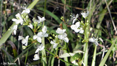 Libertia tricocca