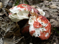 Russula lepida