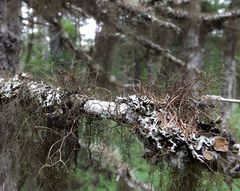 Bryocaulon pseudosatoanum