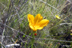 Linum macraei