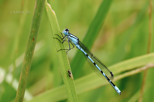 Plavetna kosjenka (Enallagma cyathigerum)