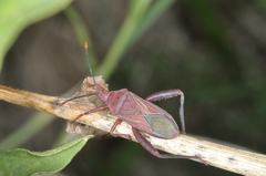 Athaumastus haematicus