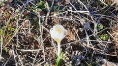 Crocus carpetanus