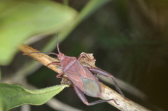 Athaumastus haematicus