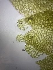 Mesoptychia bantriensis