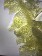 Mesoptychia bantriensis