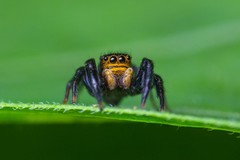 Euophrys herbigrada