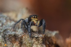 Euophrys herbigrada