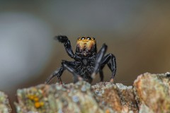 Euophrys herbigrada