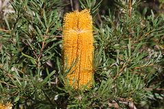 Banksia collina