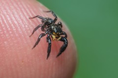 Euophrys herbigrada