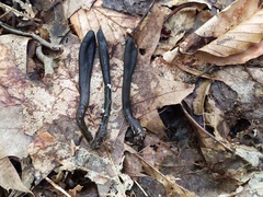 Geoglossum difforme