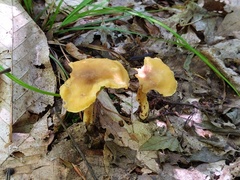 Cantharellus appalachiensis