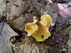 Cantharellus appalachiensis