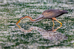 Ardea purpurea