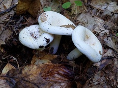 Lactifluus glaucescens