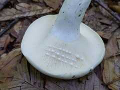 Lactifluus glaucescens