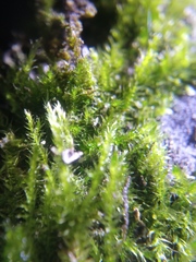 Amblystegium