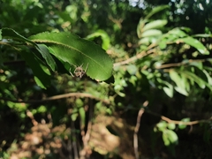 Anyphaenidae