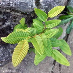 Nothofagus alpina