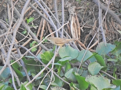 Passeriformes