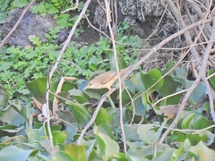 Passeriformes