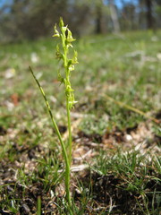 Prasophyllum gracile