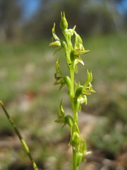 Prasophyllum gracile