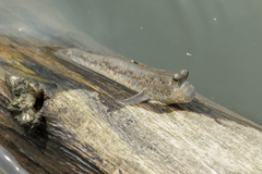 Periophthalmus chrysospilos