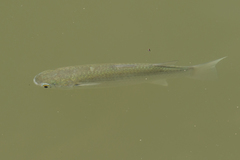 Planiliza subviridis